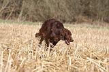 SETTER IRLANDAIS 523